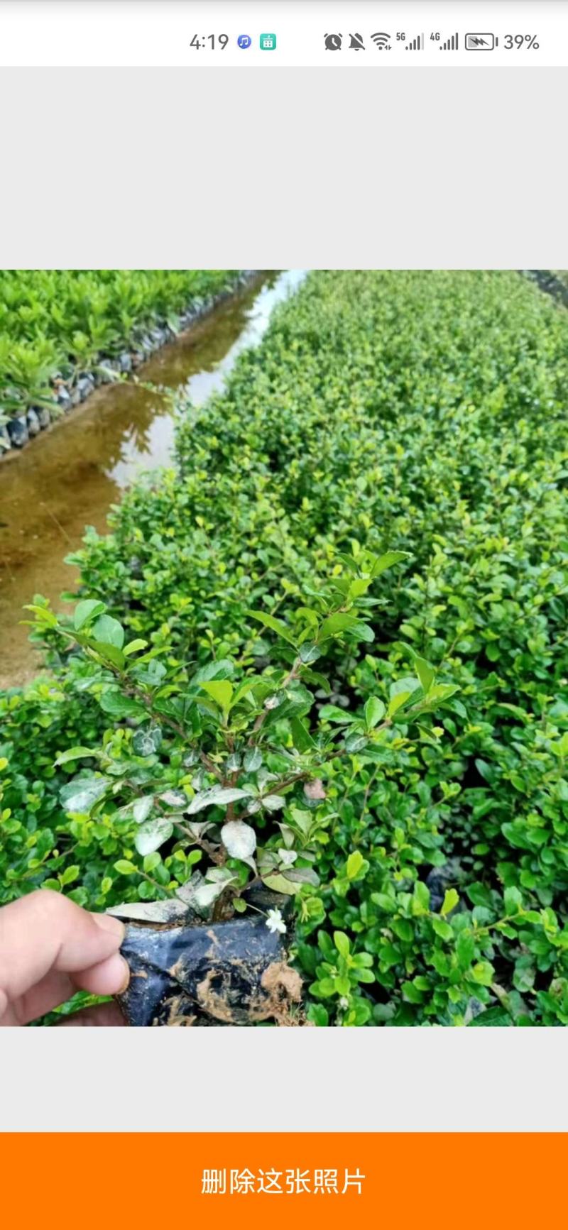 福建茶福建基地自产自销常年种植可提供视频看货