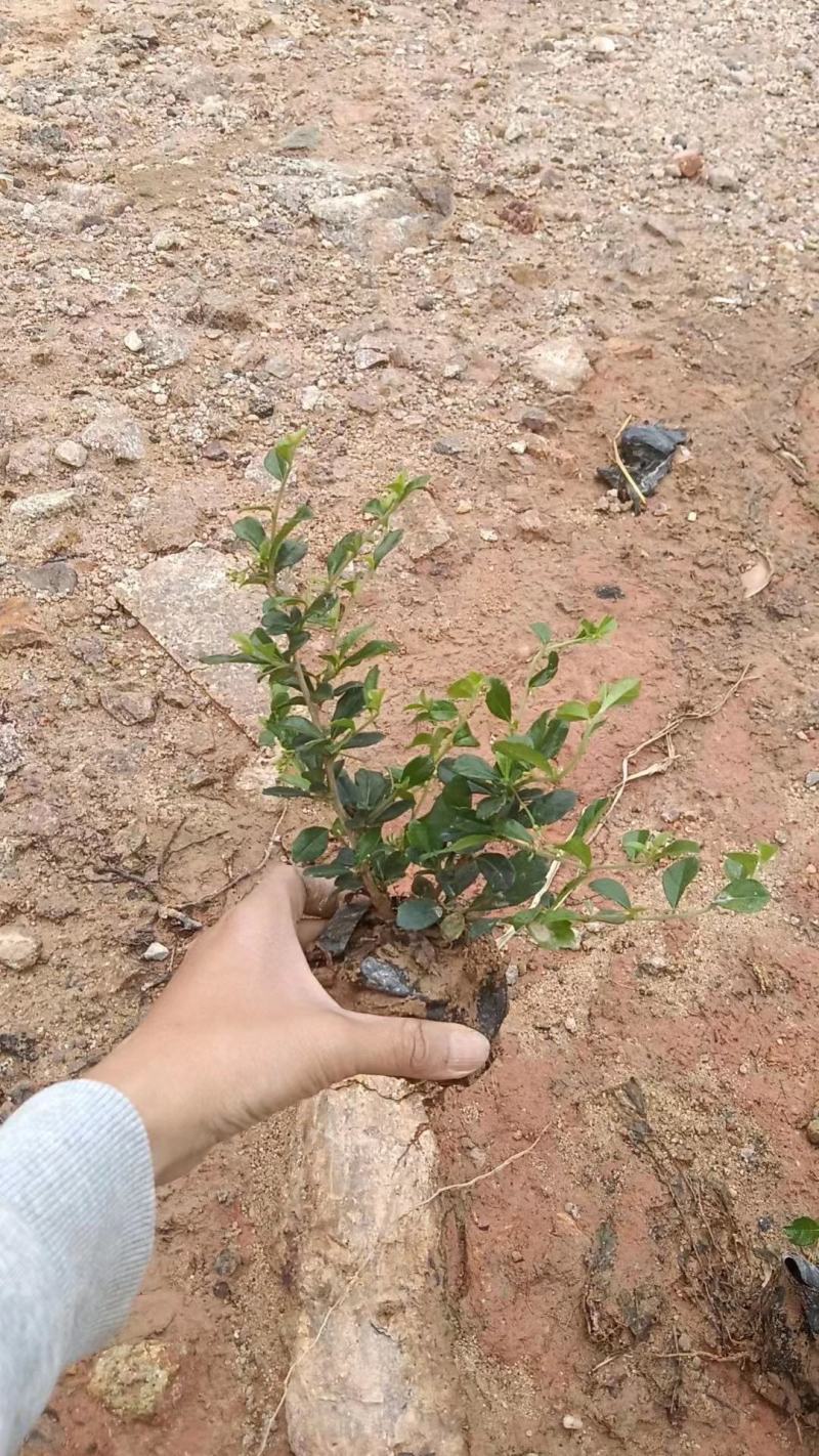福建茶福建基地自产自销常年种植可提供视频看货