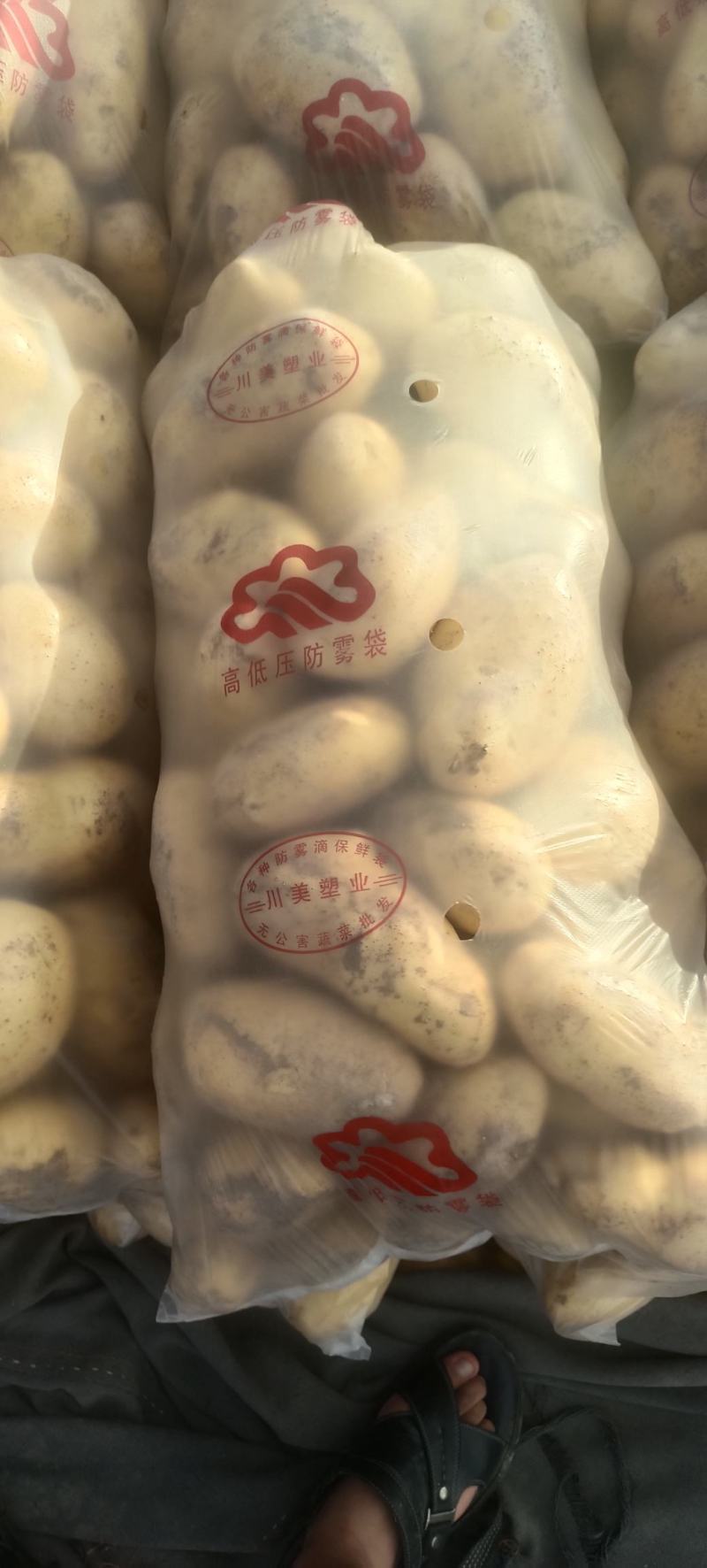 甘肃靖远土豆希森六号黄心黄皮量大从优全国发货联系