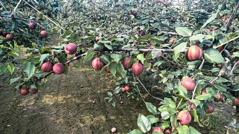陕西大荔彩虹梨大量供应中，欢迎新老客户加入收货