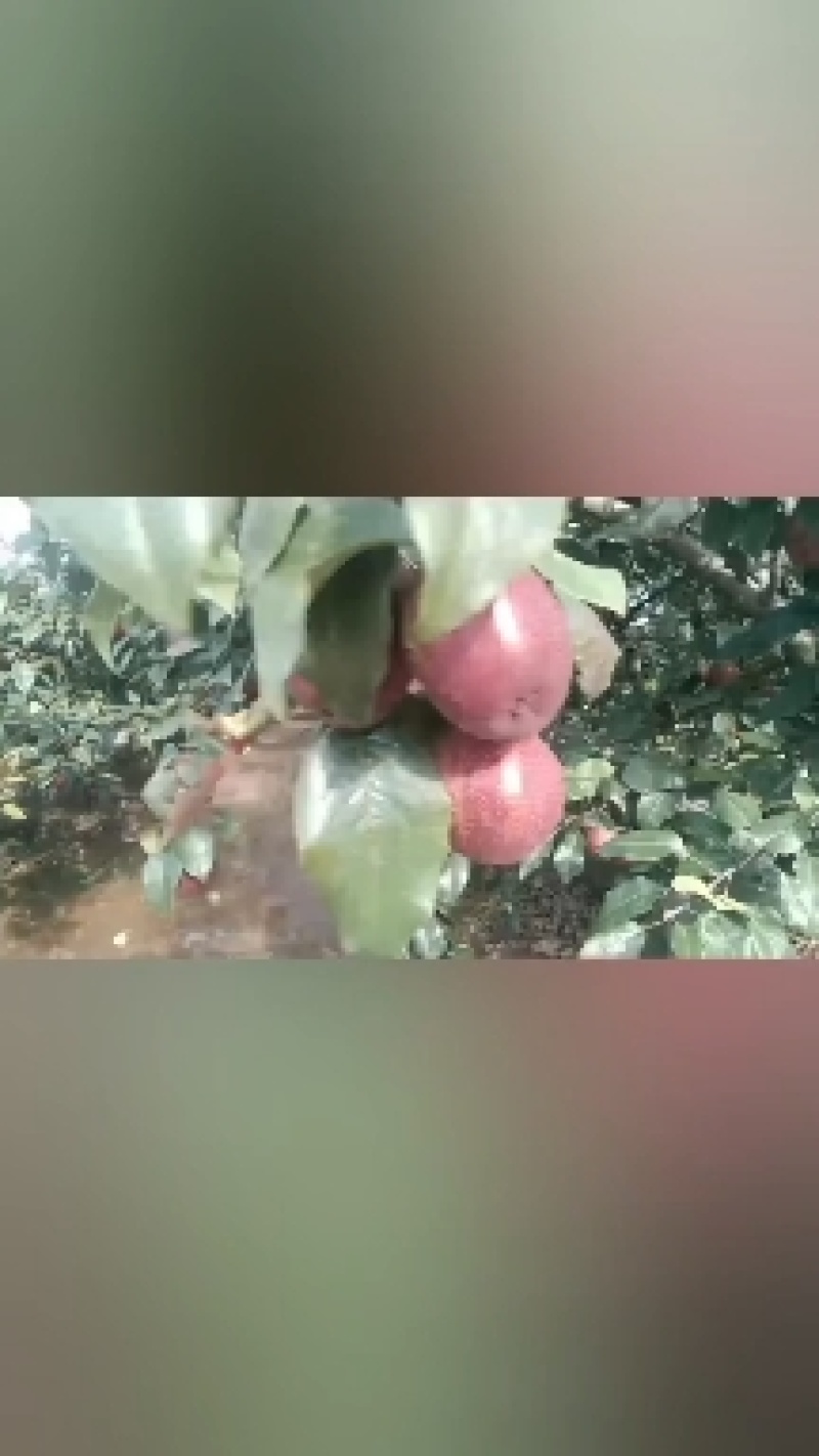 陕西大荔彩虹梨大量供应中，欢迎新老客户加入收货