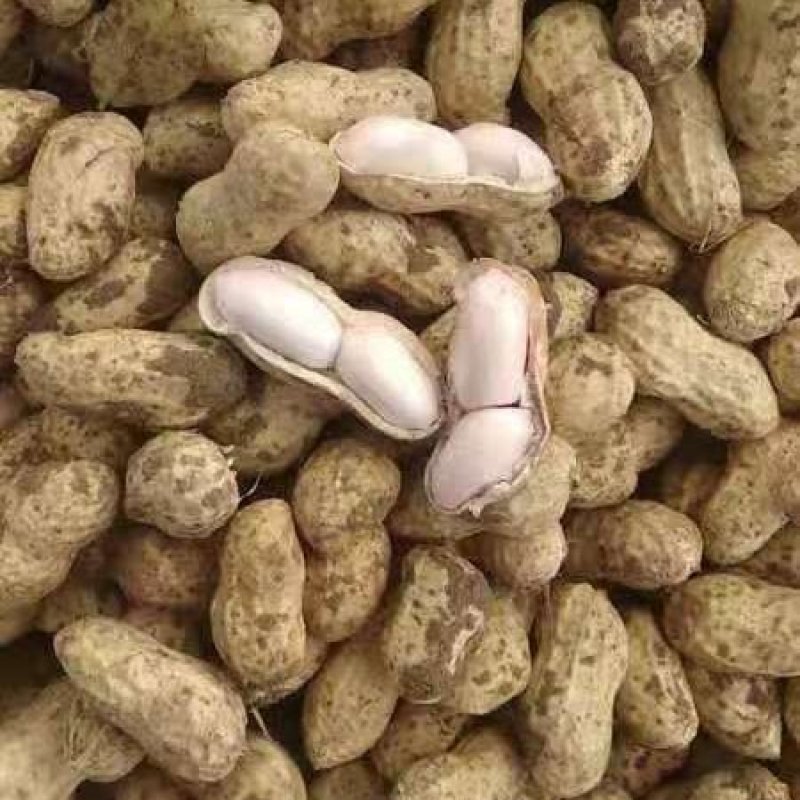 鲜花生海花花生，基地供货，颗粒饱满，量大从优，欢迎采购