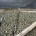 大量现货螺蛳