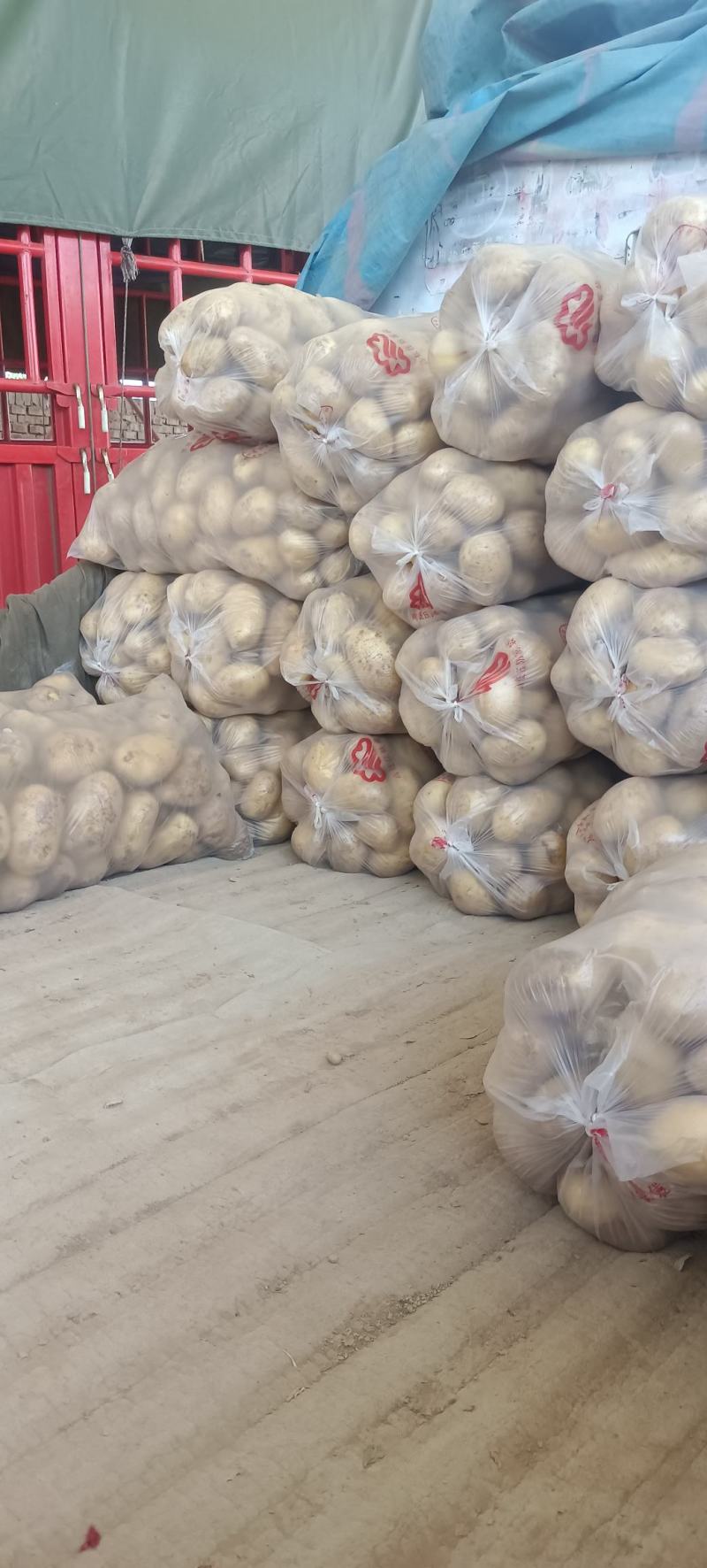 甘肃靖远土豆希森六号黄心黄皮量大从优全国发货联系