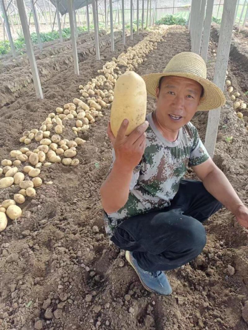 甘肃靖远土豆希森六号黄心黄皮量大从优全国发货联系