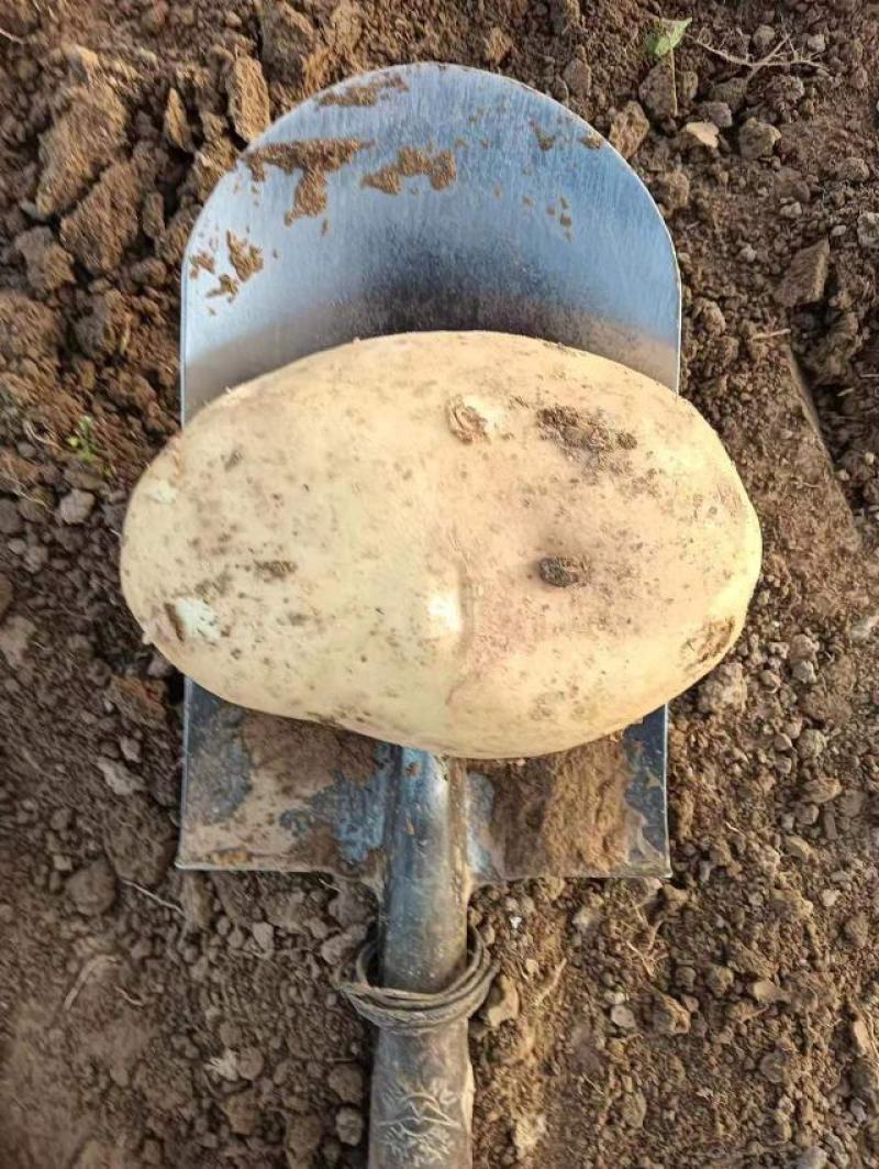 甘肃靖远土豆希森六号黄心黄皮量大从优全国发货联系