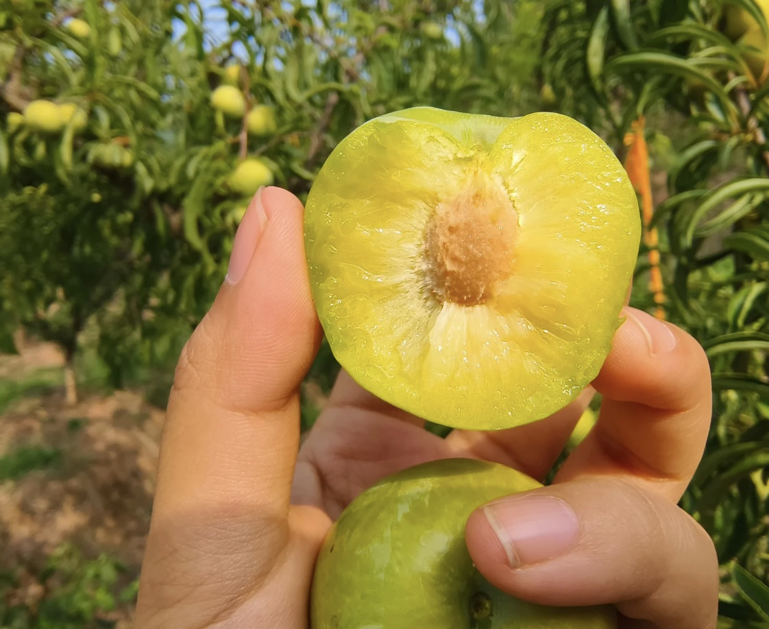 蜂糖李果实特写