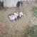 小香猪