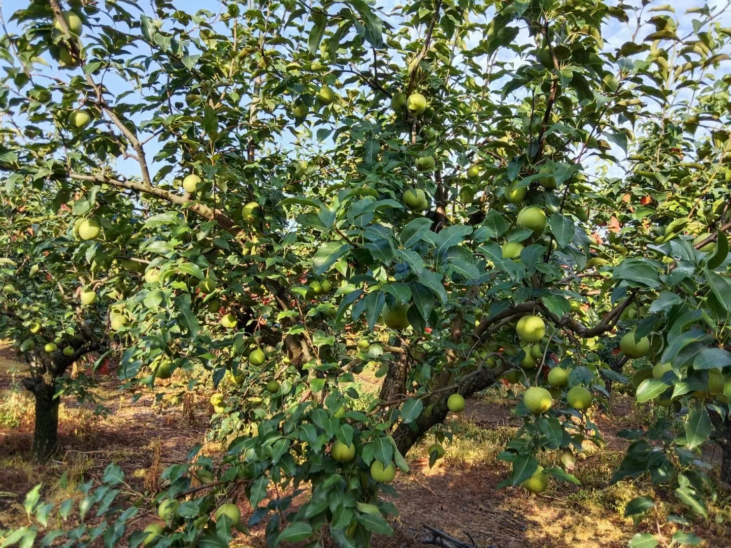 图片说明:一片绿意盎然的雪梨果园,果树枝头挂满青绿色的雪梨果实 雪梨果园全景