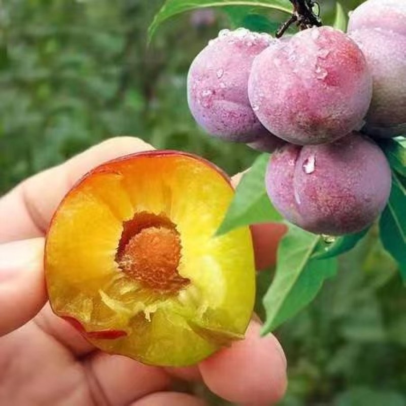珍珠李脆红李口感脆甜，产地货源充足量大，产地直发欢迎定购