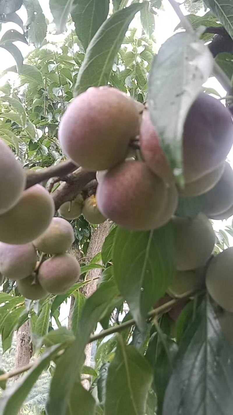 珍珠李脆红李口感脆甜，产地货源充足量大，产地直发欢迎定购