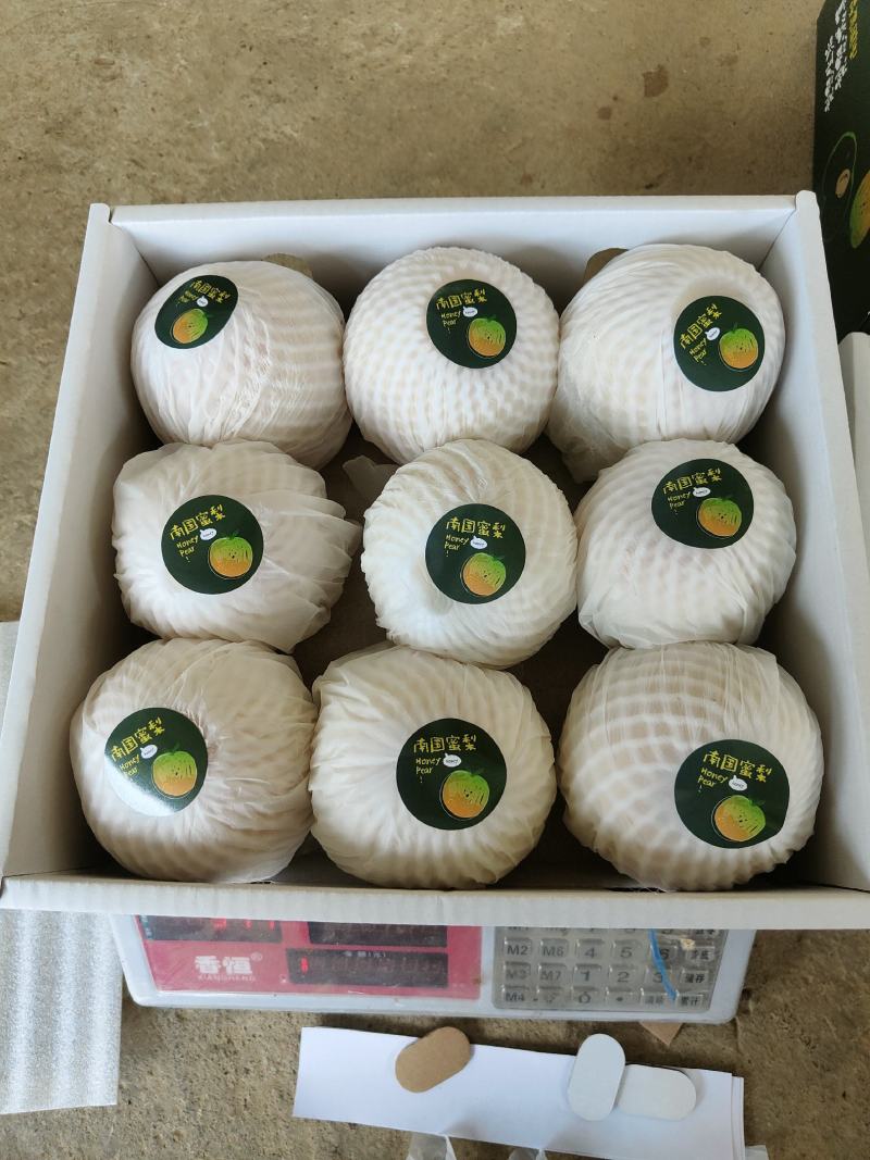 粤引早脆蜜梨，稀有新品种，脆甜多汁，清甜爽口，甜而不腻