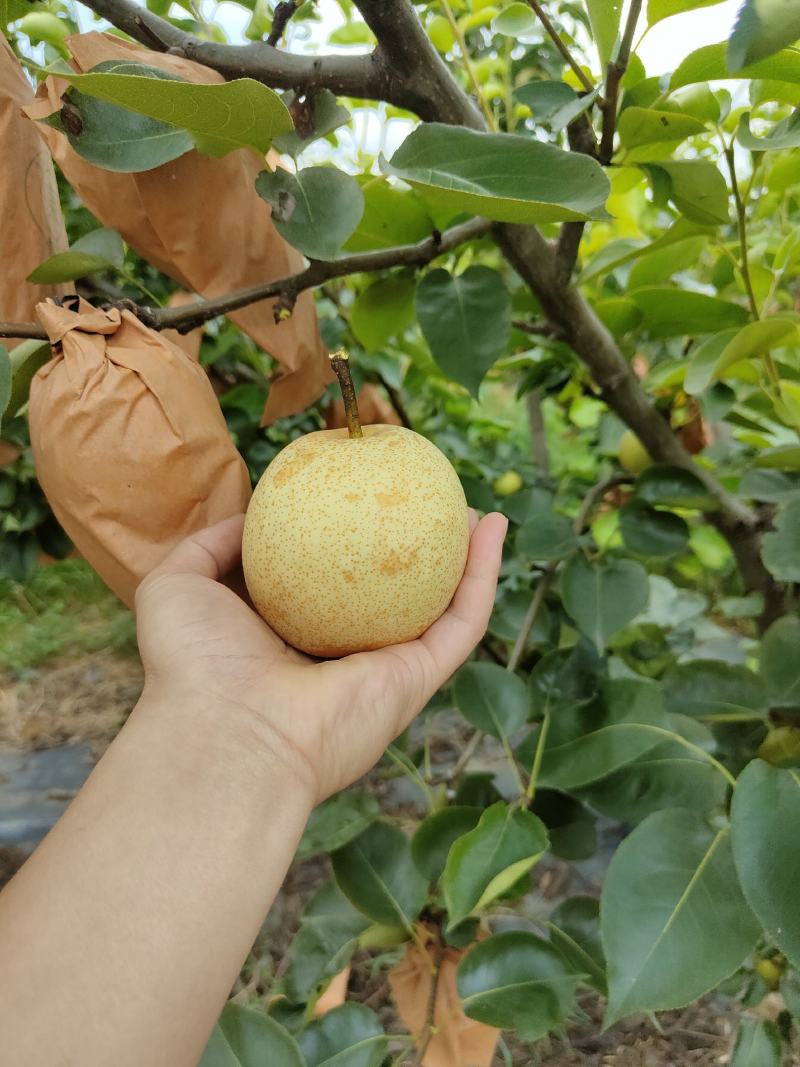 粤引早脆蜜梨，稀有新品种，脆甜多汁，清甜爽口，甜而不腻