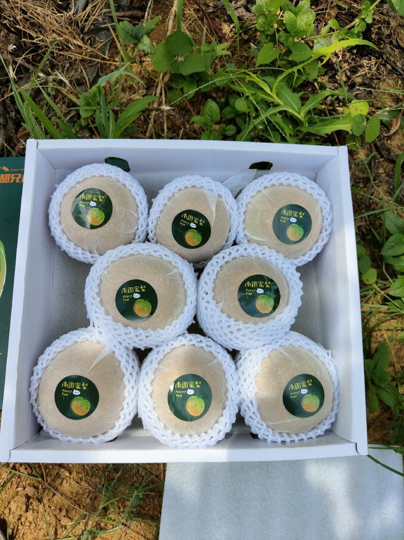粤引早脆蜜梨，稀有新品种，脆甜多汁，清甜爽口，甜而不腻
