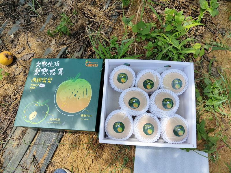 粤引早脆蜜梨，稀有新品种，脆甜多汁，清甜爽口，甜而不腻