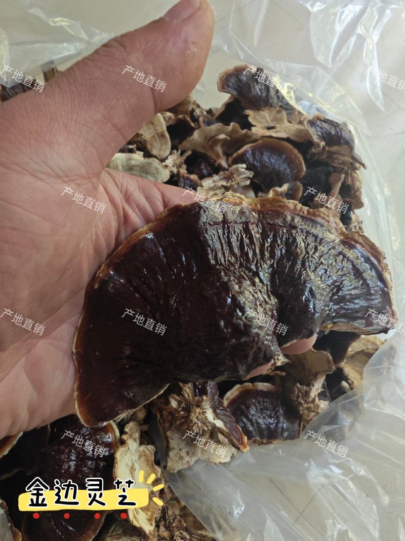 金边灵芝。灵芝基地直发，金边灵芝，自产自销。