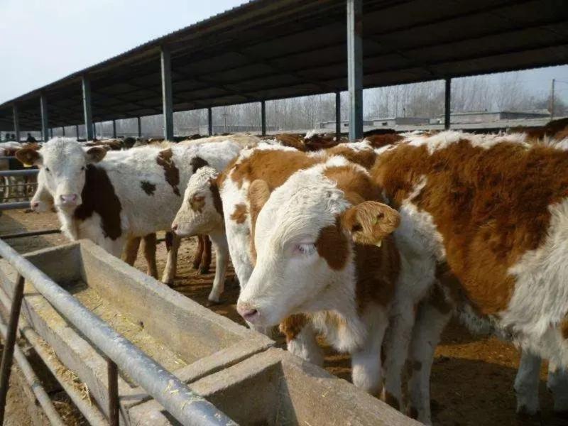 【包售后】西门塔尔牛犊内蒙牧区牛犊提供技术包成活