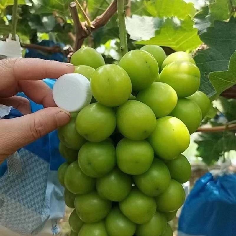 夏邑县阳光玫瑰产地直供，精品国，电商货源支持打包一条龙服