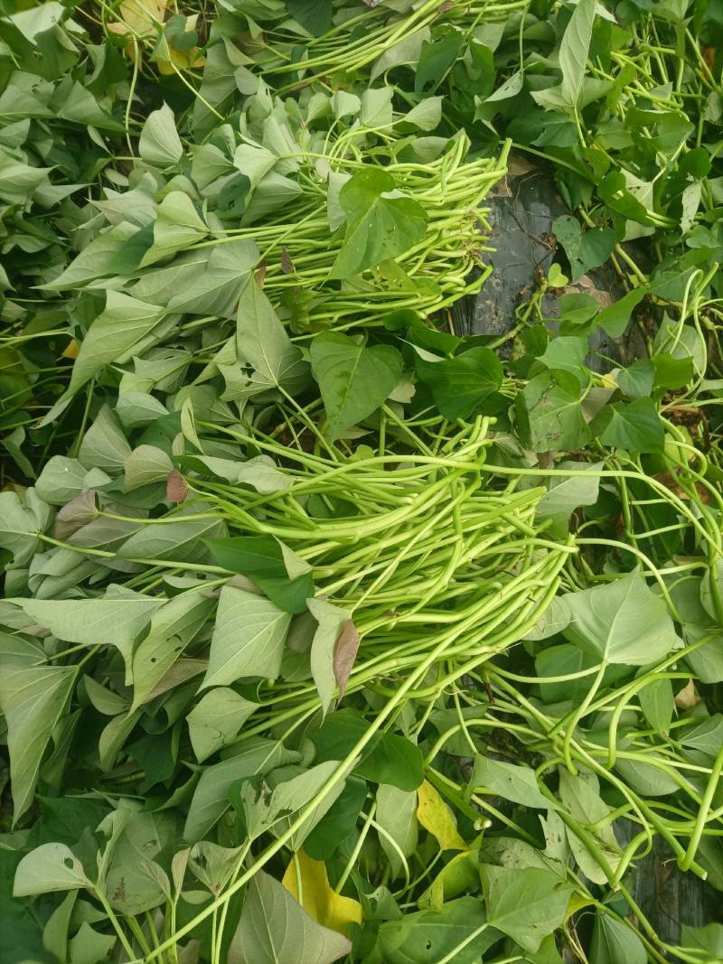江苏宿迁一手试管脱毒原种西瓜红红薯苗，苏北蜜薯产地直销