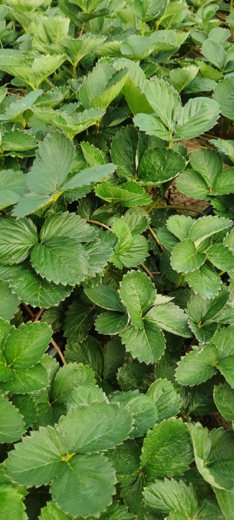 【天仙醉草莓苗】大量供应，产地直发，一手货源，价格优惠