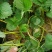 【天仙醉草莓苗】大量供应，产地直发，一手货源，价格优惠