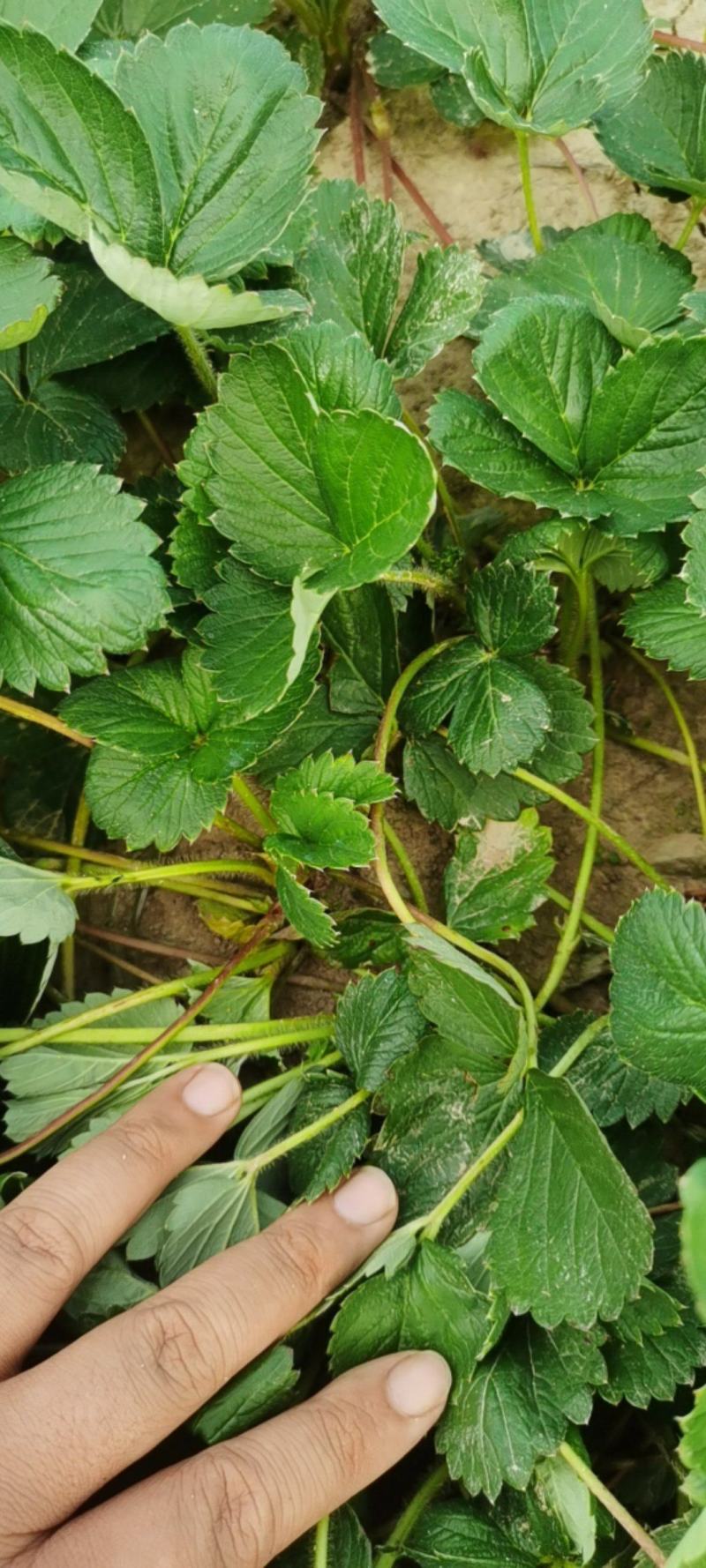 【天仙醉草莓苗】大量供应，产地直发，一手货源，价格优惠
