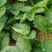 【天仙醉草莓苗】大量供应，产地直发，一手货源，价格优惠