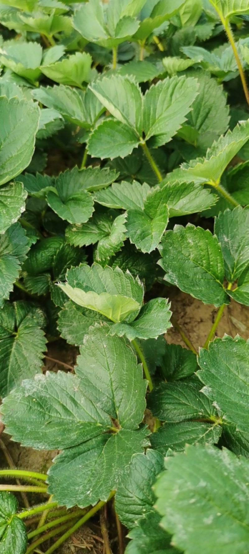 【天仙醉草莓苗】大量供应，产地直发，一手货源，价格优惠