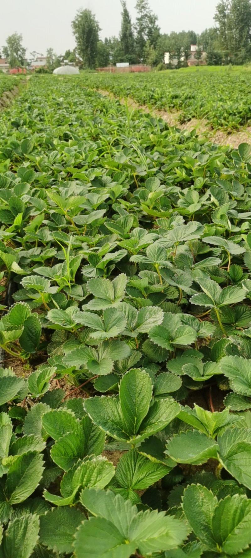 【天仙醉草莓苗】大量供应，产地直发，一手货源，价格优惠