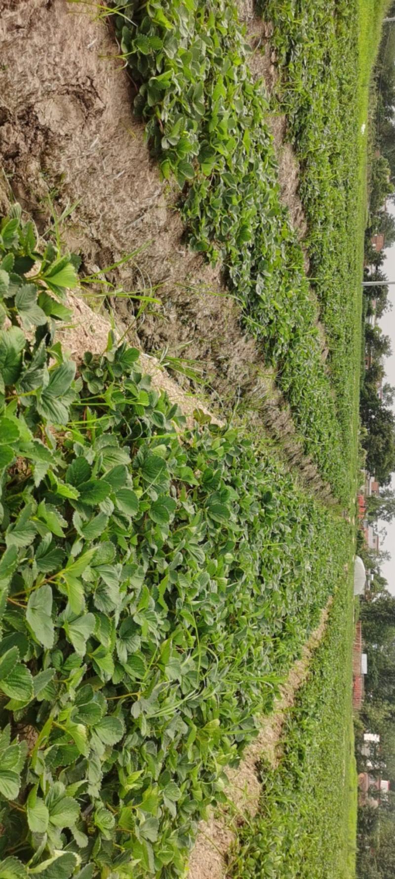 【天仙醉草莓苗】大量供应，产地直发，一手货源，价格优惠