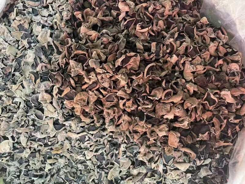黑木耳品质等级实物对比图,清晰展示优质一级品与劣质增重品在厚度、色泽、表面质感及泡发液颜色上的显著差异,辅助消费者现场辨识 黑木耳等级对比图:左侧为一级东宁黑木耳(厚实饱满、正面油亮、背面灰白筋脉清晰),右侧为劣质增重木耳(薄软易碎、表面泛白霜、泡发水微黄)