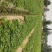 【天仙醉草莓苗】大量供应，产地直发，一手货源，价格优惠