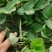 【天仙醉草莓苗】大量供应，产地直发，一手货源，价格优惠