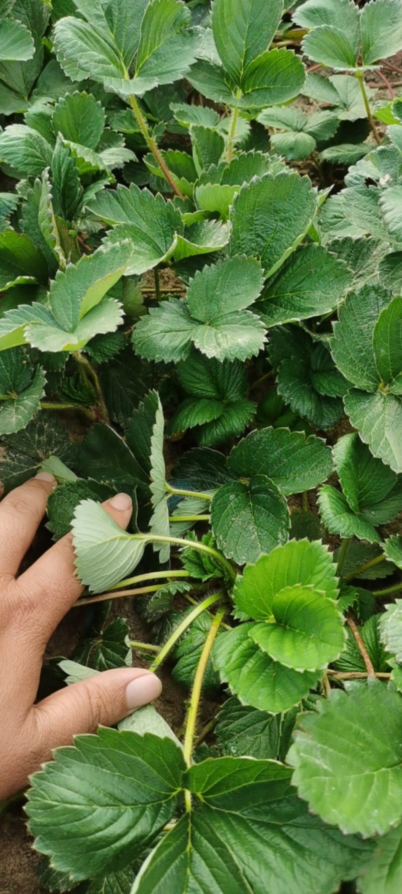 【天仙醉草莓苗】大量供应，产地直发，一手货源，价格优惠