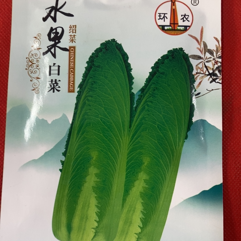 水果白菜种子龙牙白菜绍菜青麻叶易烹炒品质佳耐储运