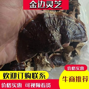 金边灵芝。灵芝基地直发，金边灵芝，自产自销。