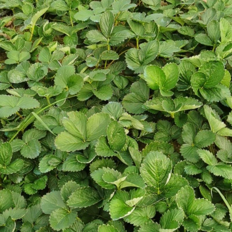 【天仙醉草莓苗】大量供应，产地直发，一手货源，价格优惠