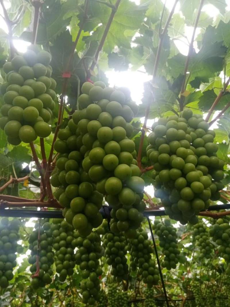 大凉山阳光玫瑰精品【葡萄】个头均匀包熟包甜质优价廉