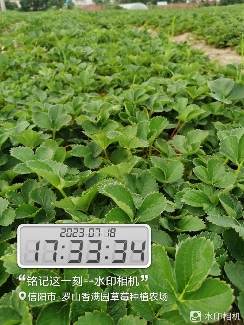 【甜查理草莓苗】，产地直销，保证质量，全国发货