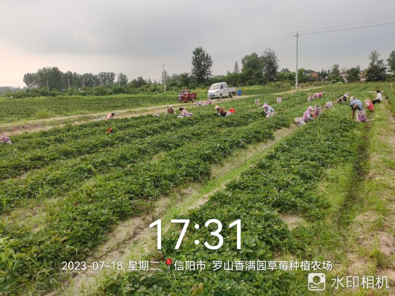 【甜查理草莓苗】，产地直销，保证质量，全国发货