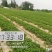 【甜查理草莓苗】，产地直销，保证质量，全国发货