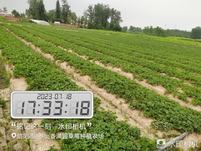 【甜查理草莓苗】，产地直销，保证质量，全国发货
