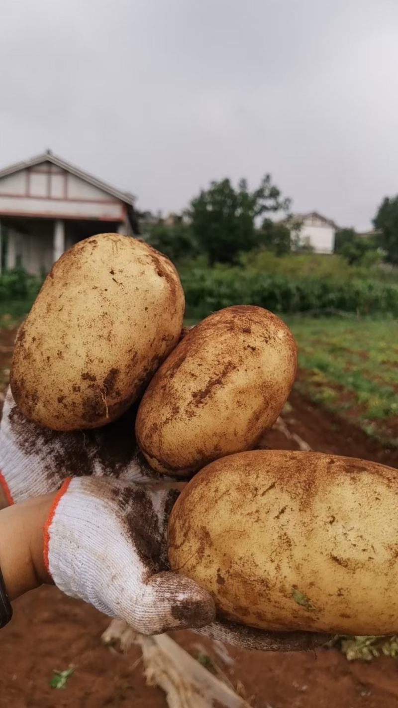 黄心土豆贵州土豆蔬菜基地欢迎各地老板联系