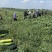 冬瓜黑皮冬瓜地冬瓜大量上市一手货源基地供货保质保量