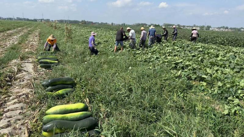 冬瓜黑皮冬瓜地冬瓜大量上市一手货源基地供货保质保量