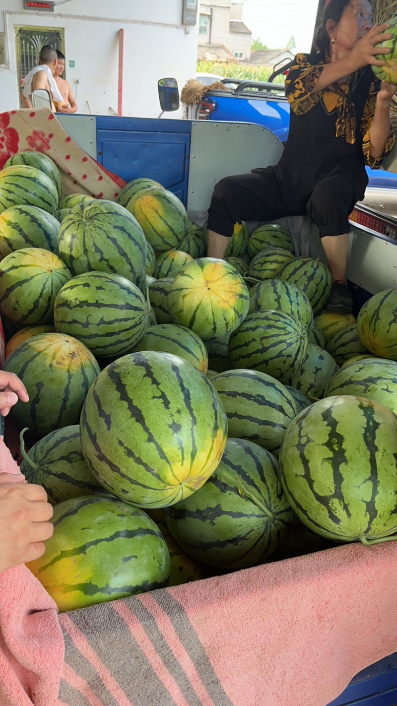 美都西瓜