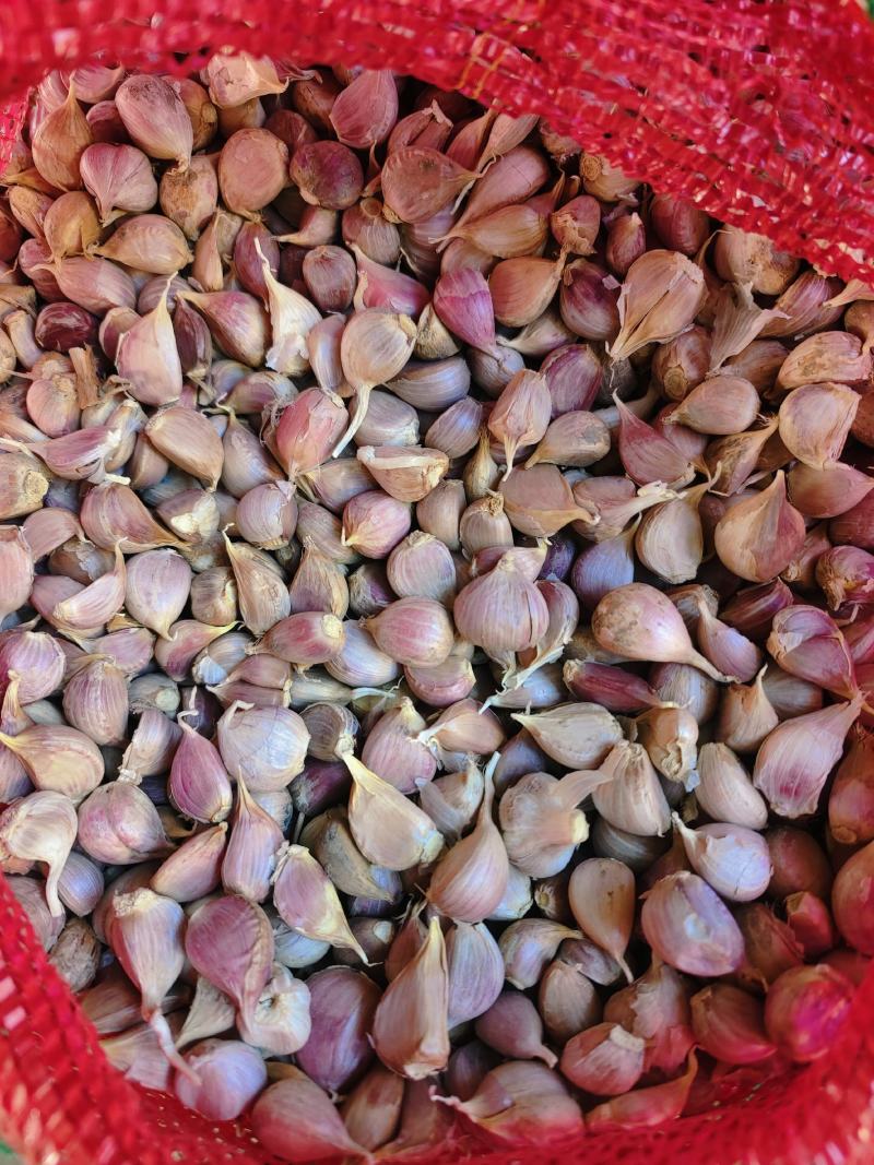 四川大蒜种蒜苔种苗蒜种红根蒜苗种葱种（源头好货）