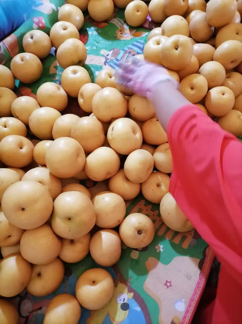 精品秋月梨，礼盒包装！对接电商平台，各大水果交易市场