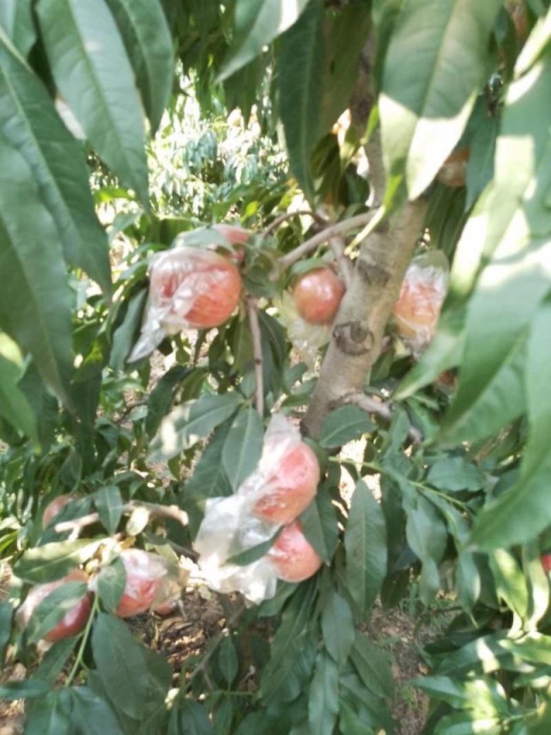 膜袋桃