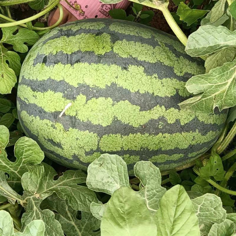 西瓜